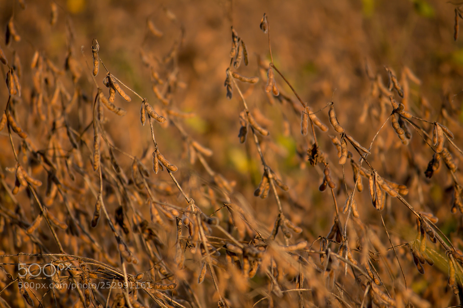 Canon EOS 70D sample photo. Soybean harvest photography