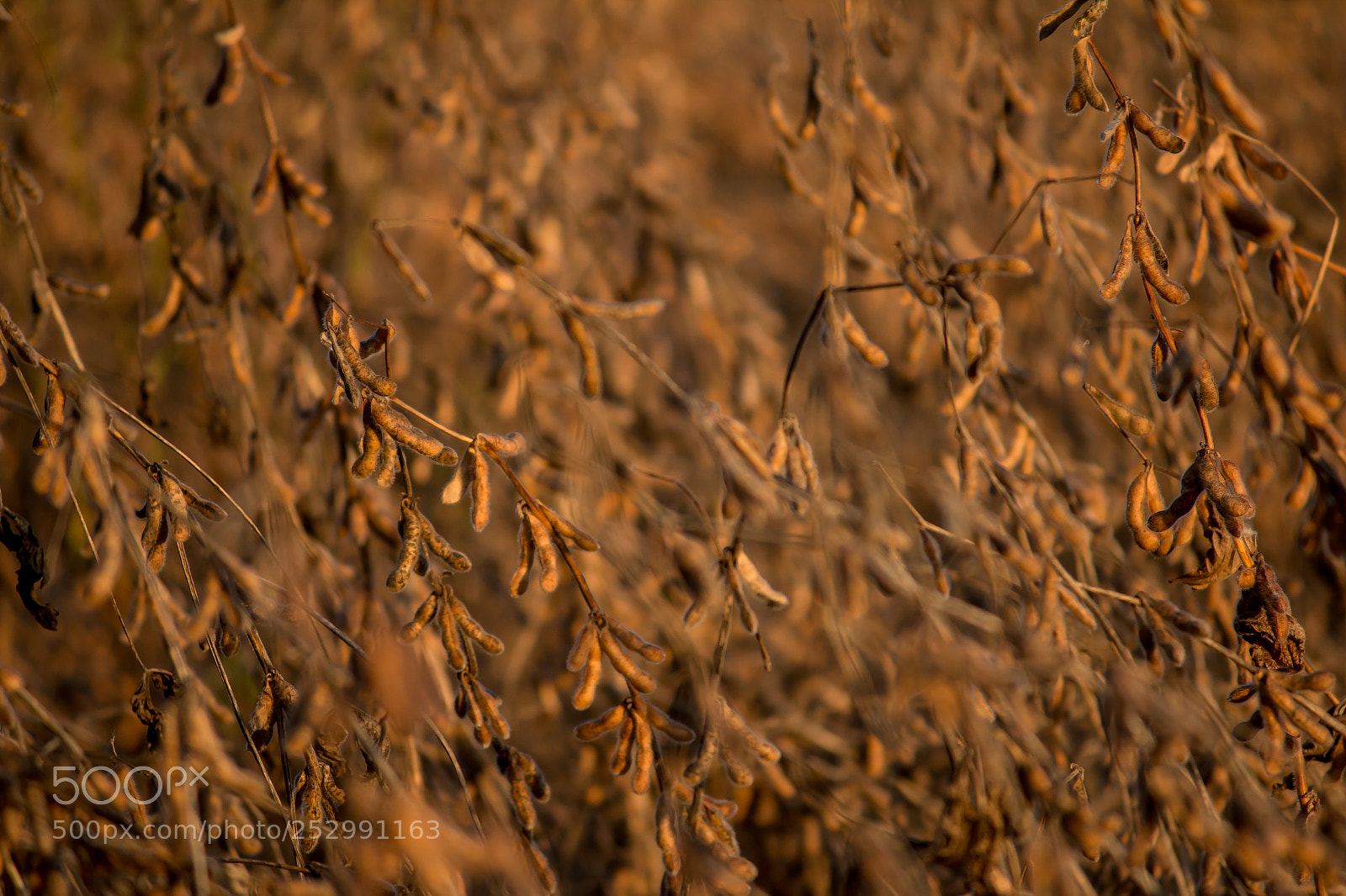 Canon EOS 70D sample photo. Soybean harvest photography