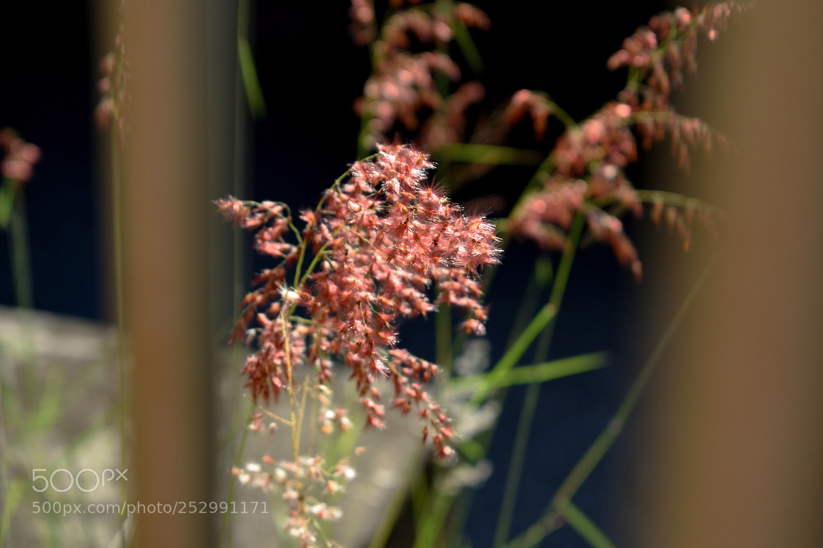 Nikon D5500 sample photo. Urban plant photography