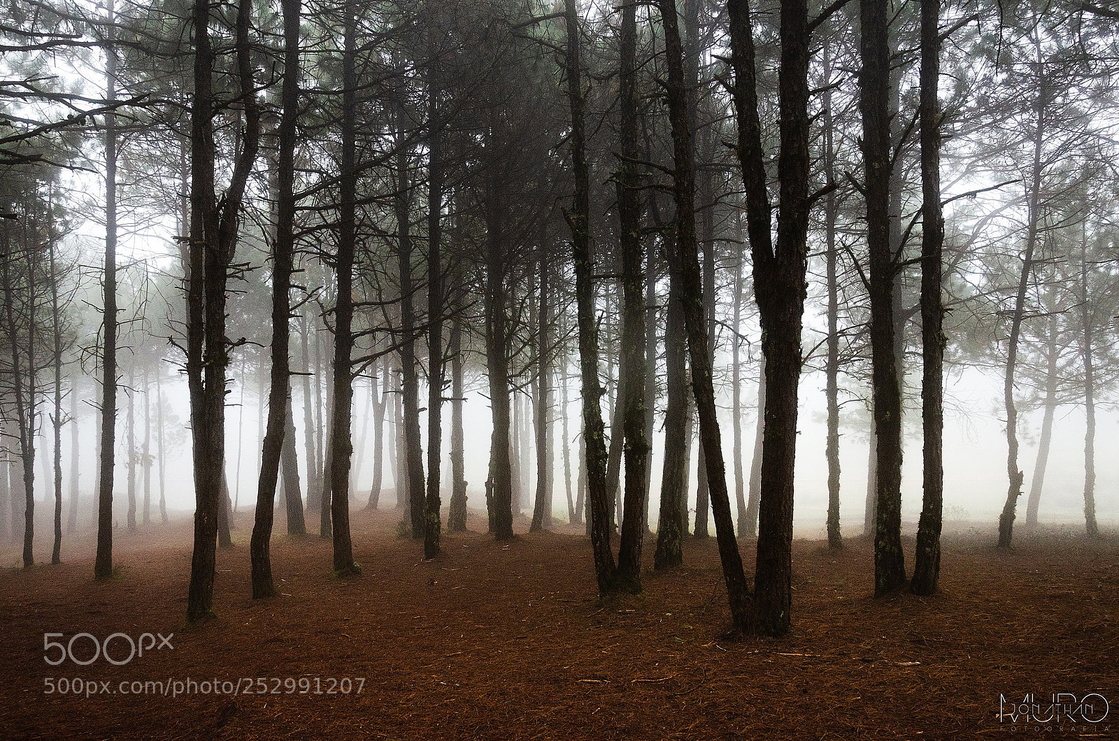 Nikon D7000 sample photo. Forest fog photography