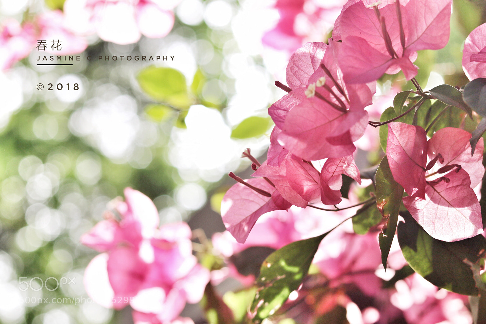Canon EOS 750D (EOS Rebel T6i / EOS Kiss X8i) sample photo. Untitled photography
