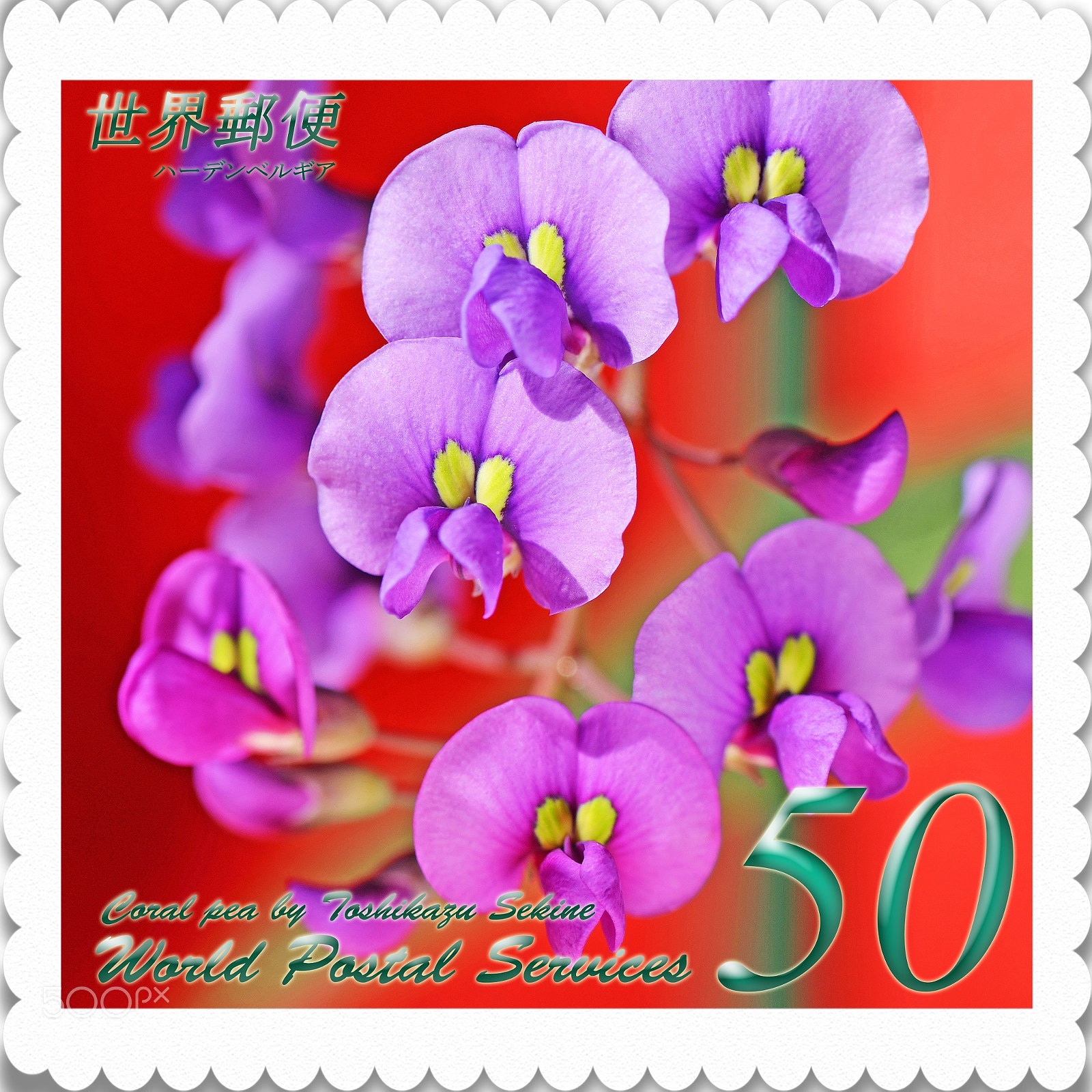Nikon D800E sample photo. Coral pea photography