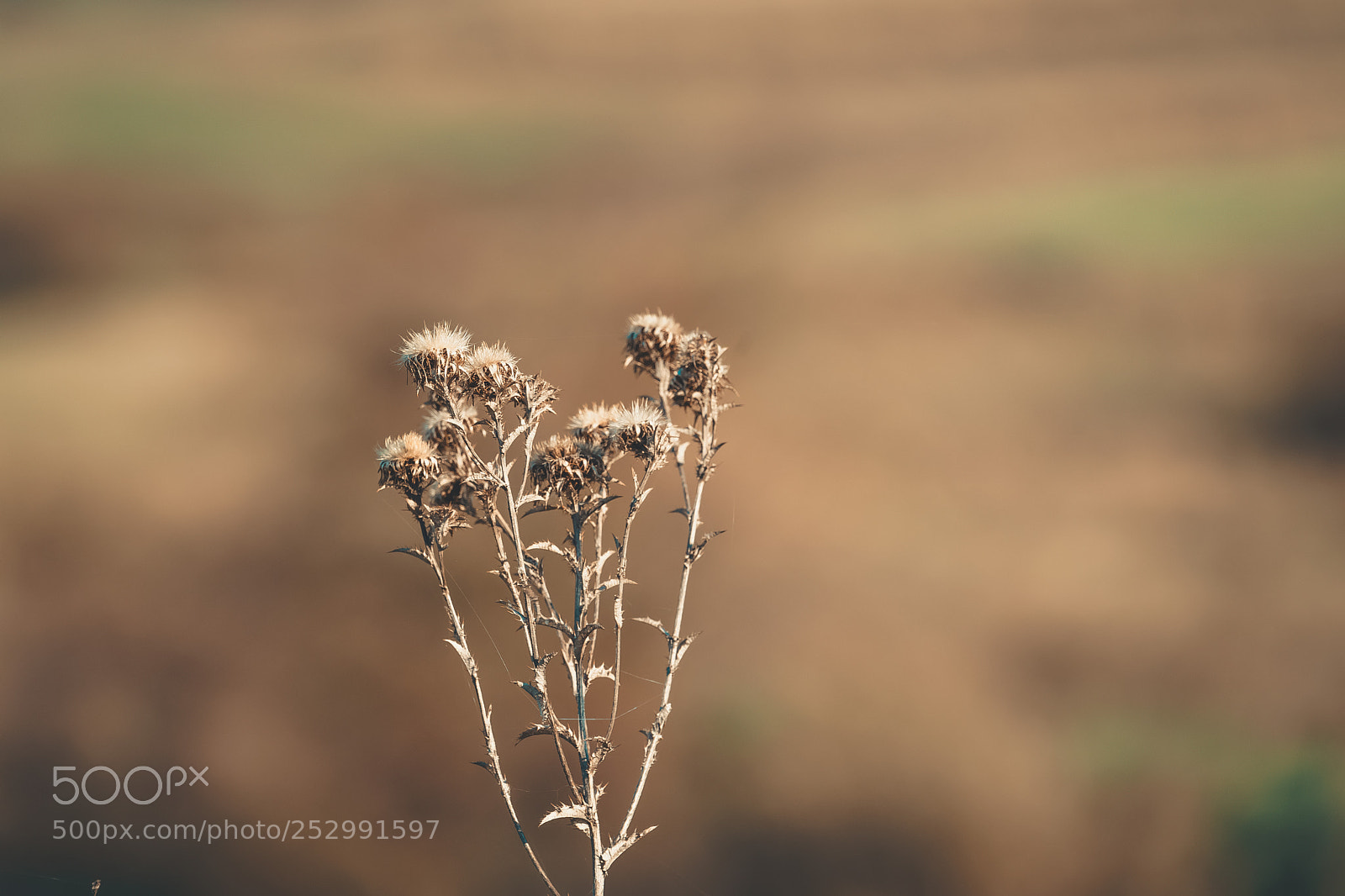 Sony a7 sample photo. Macro bokeh photography
