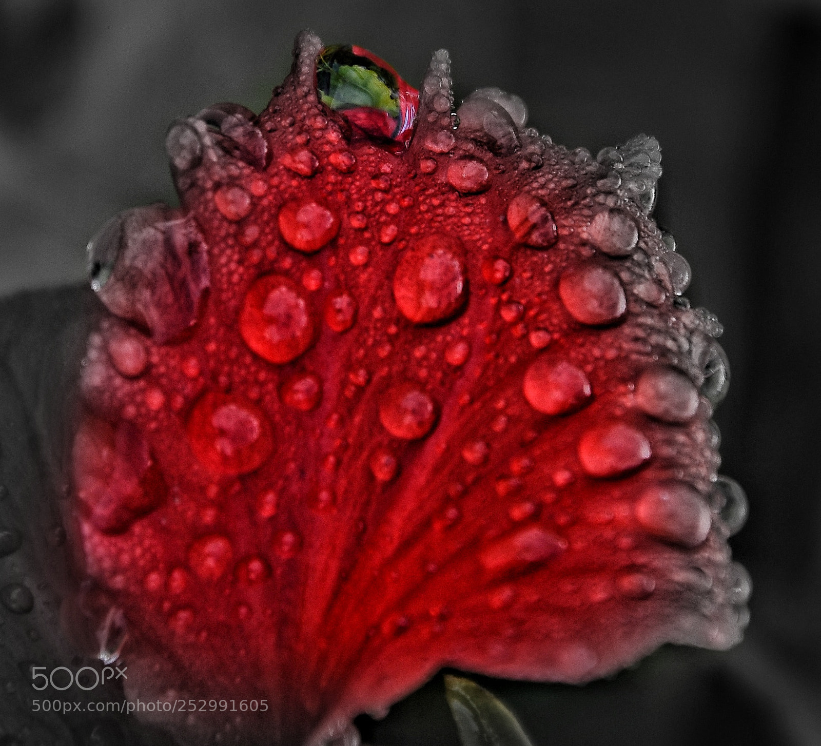 Nikon D7200 sample photo. Droplets on a hibiscus photography