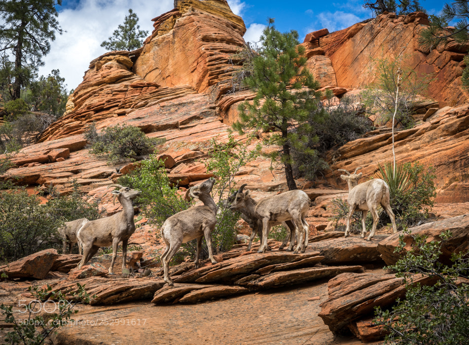 Sony a7 II sample photo. Mountain sheep photography