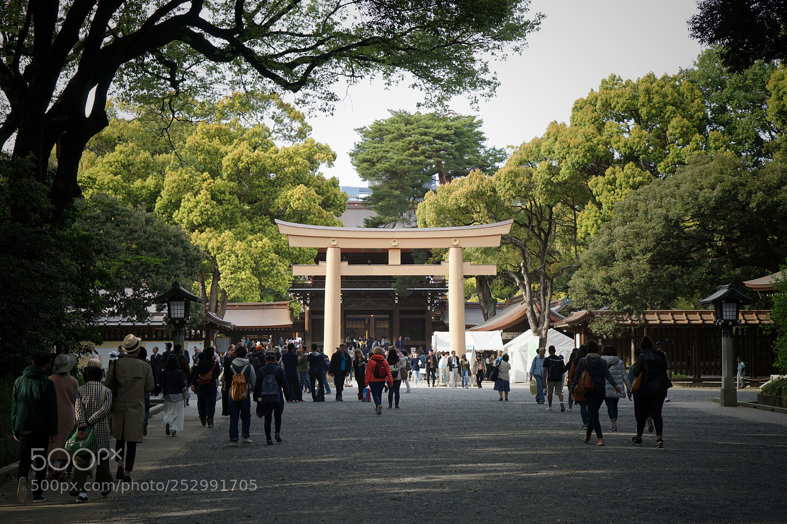 Sony a6000 sample photo. Meji shrine photography