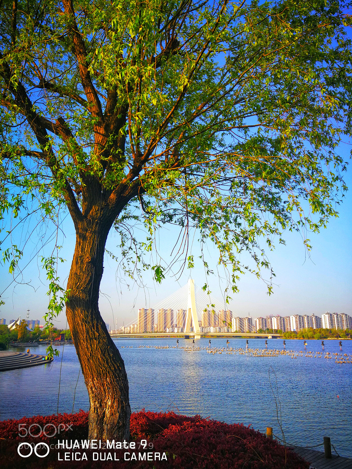 HUAWEI Mate 9 sample photo. 沙洲湖大桥晨曦 photography
