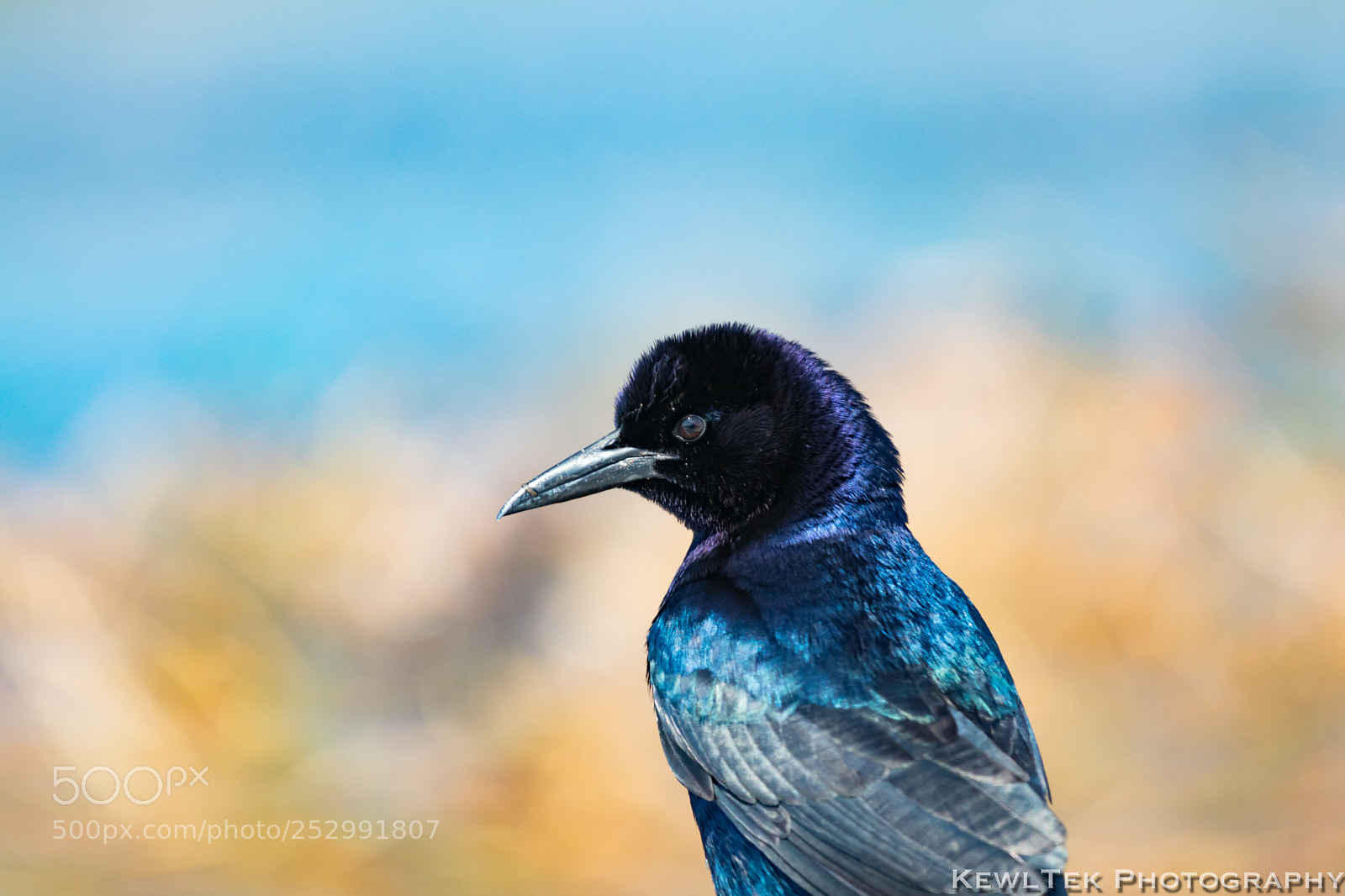 Canon EOS 80D sample photo. Grackle photography