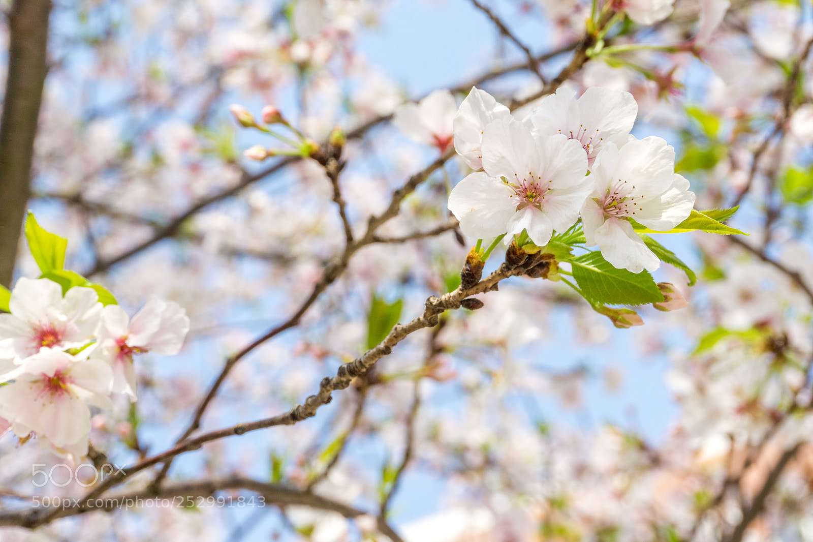 Sony a6000 sample photo. Sakura photography