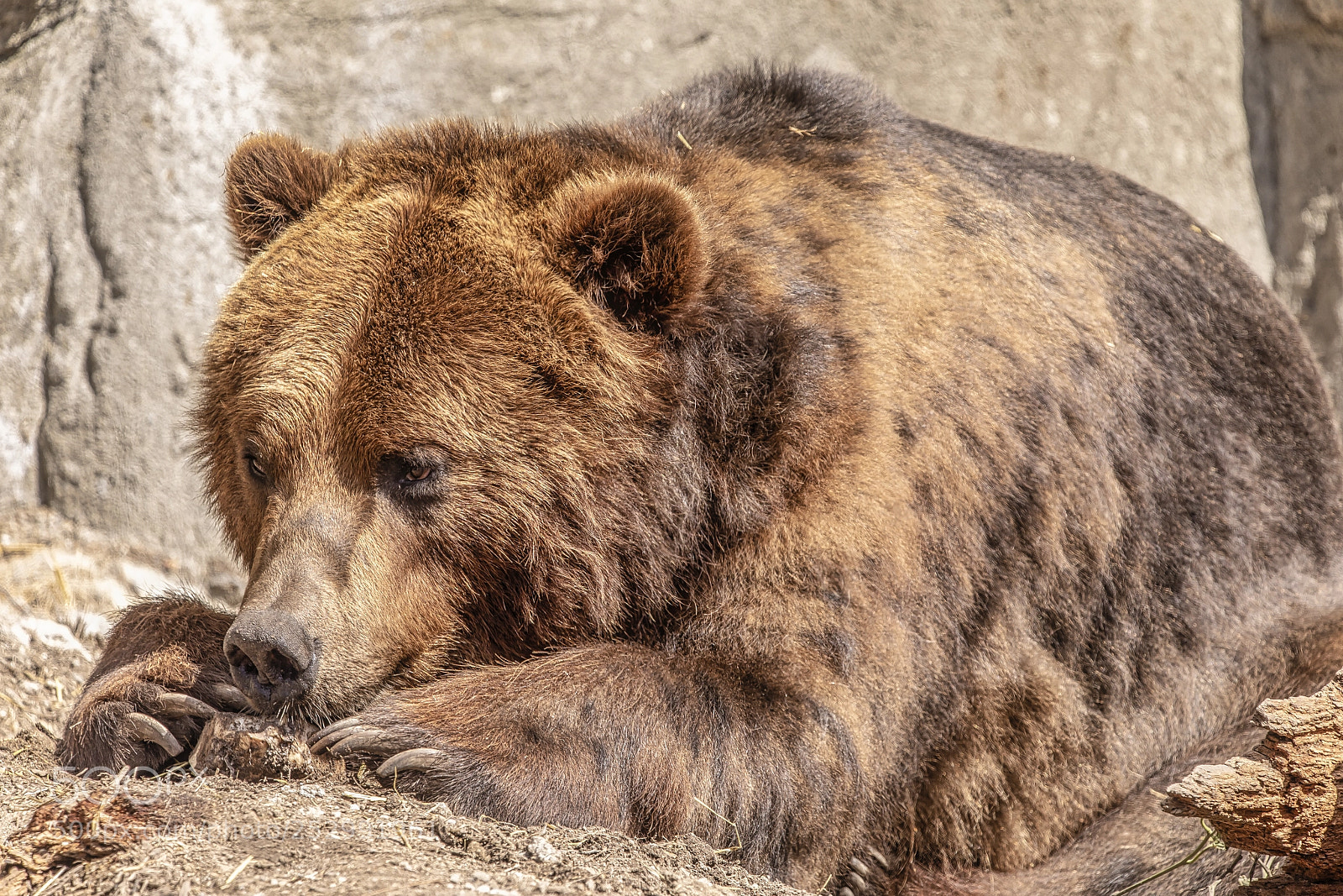 Canon EOS 5D Mark IV sample photo. A bear's inquisition photography