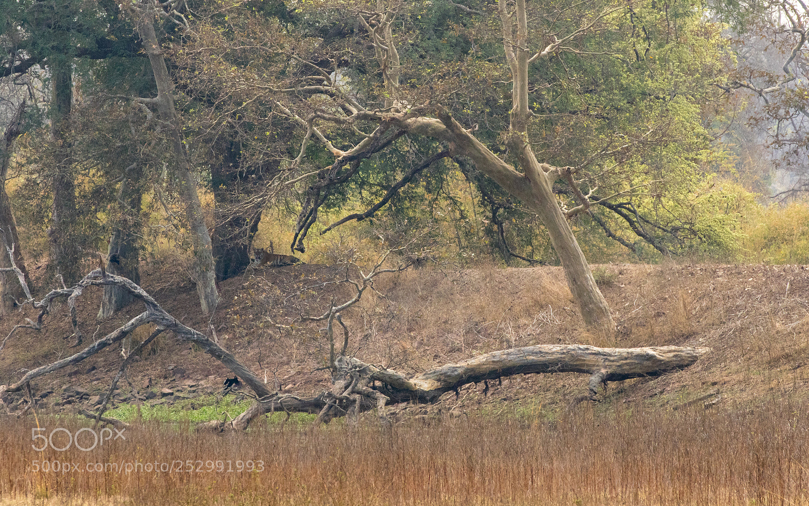 Canon EOS 7D Mark II sample photo. Tiger in india photography