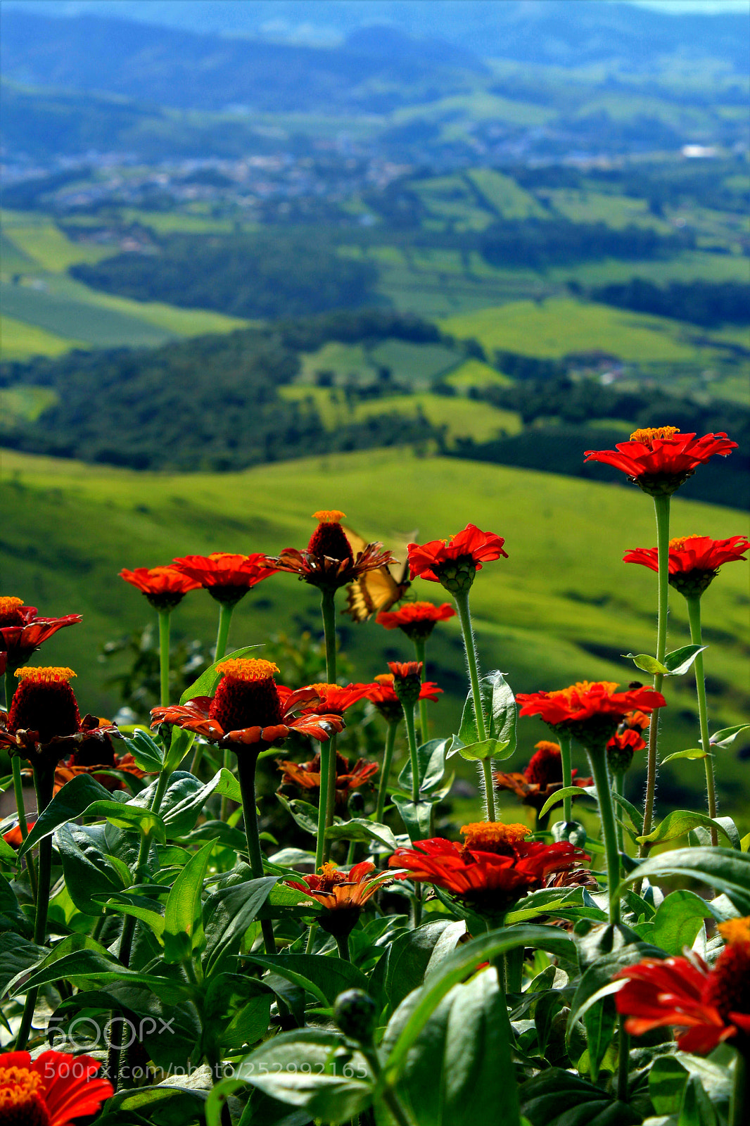 Canon EOS 600D (Rebel EOS T3i / EOS Kiss X5) sample photo. Red beauty photography