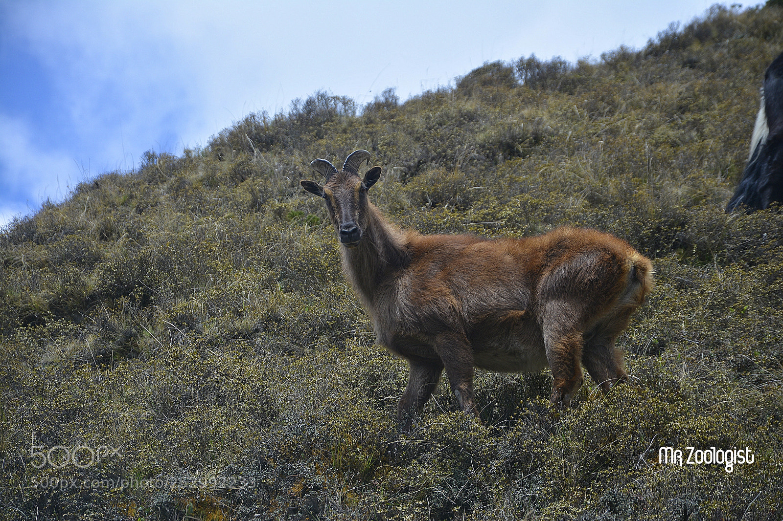 Nikon D7100 sample photo. Himalayan tahr photography