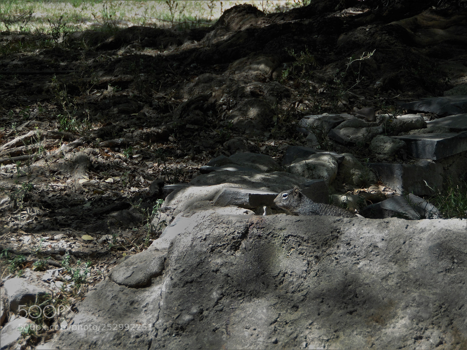 Samsung WB1100F/WB1101F/WB1102F sample photo. "¿puedes ver?" photography