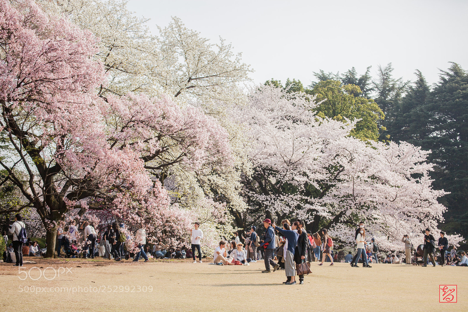 Canon EOS 5D Mark II sample photo. 桜 -sakura- photography