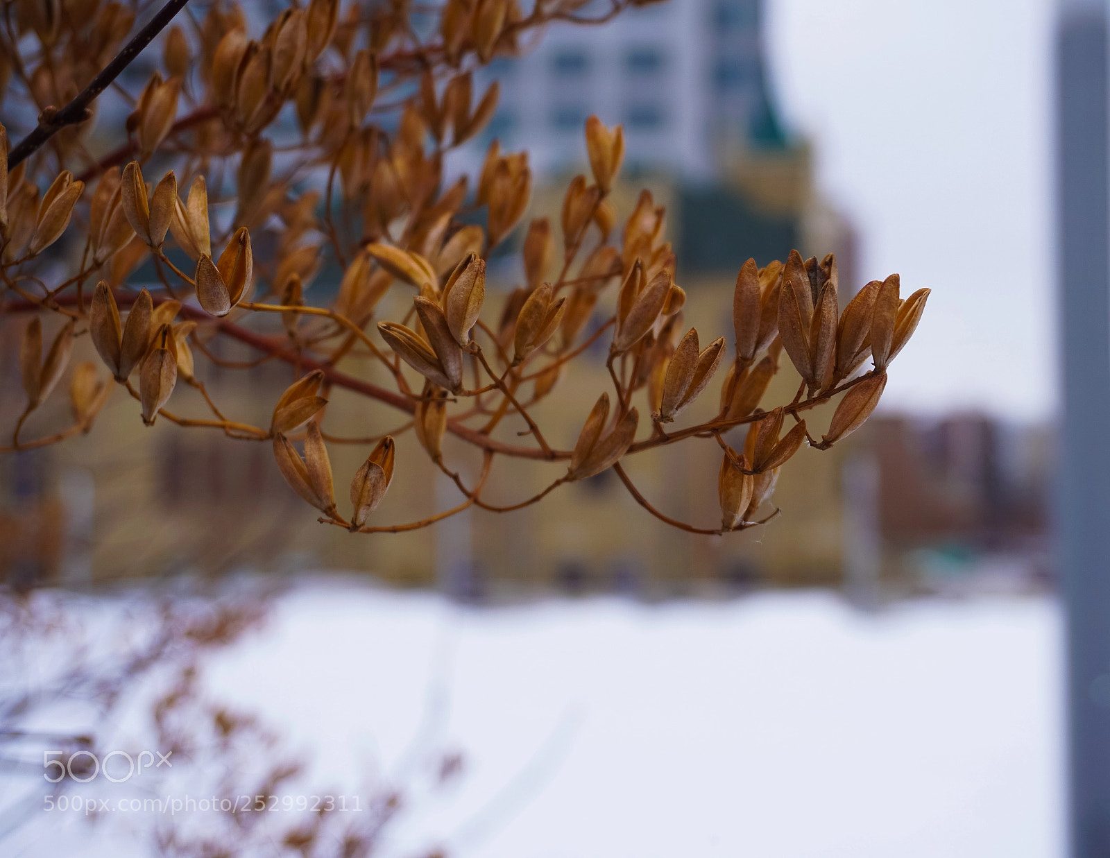 Sony a6500 sample photo. Waiting for spring photography