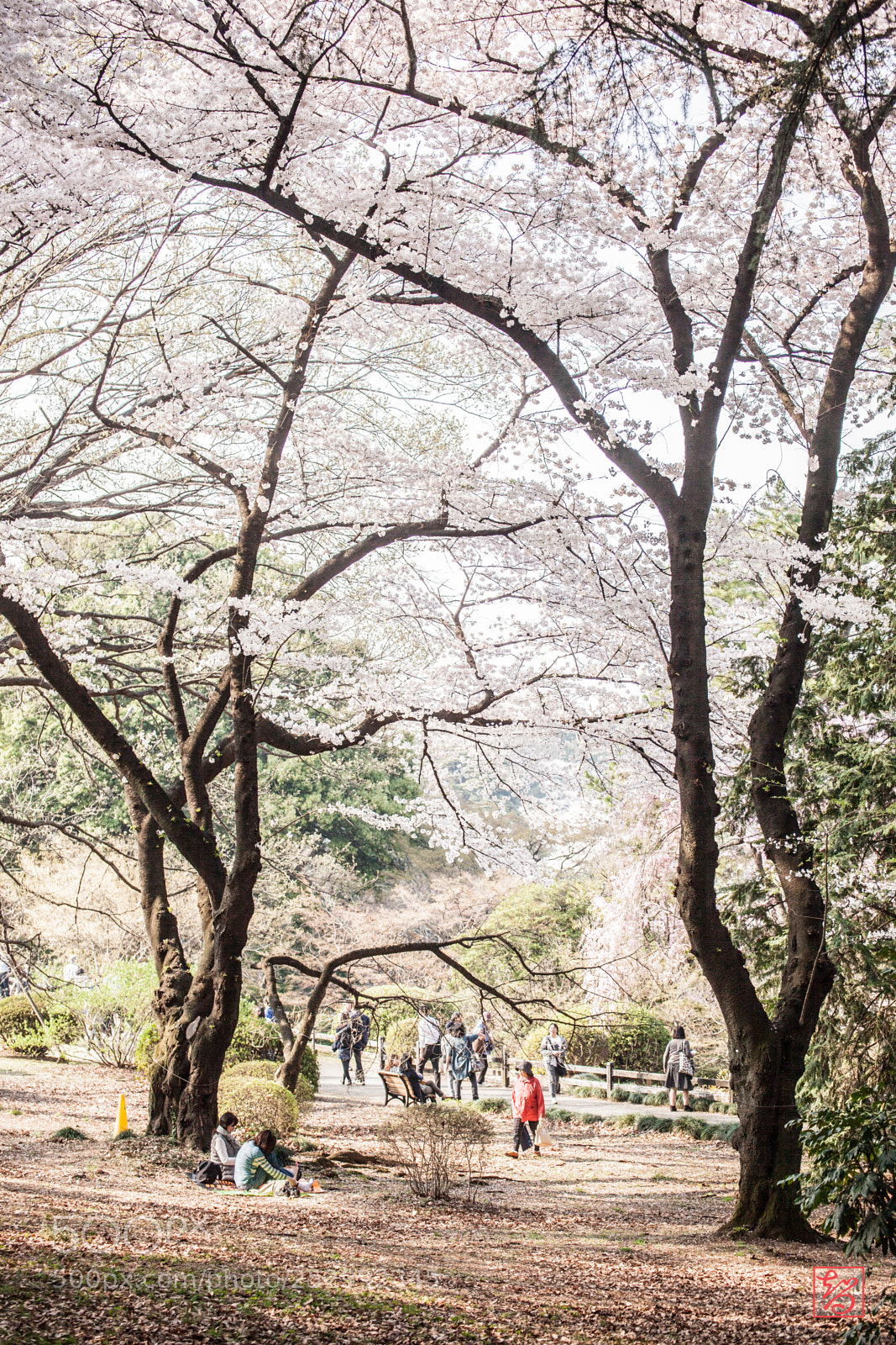 Canon EOS 5D Mark II sample photo. 桜 -sakura- photography