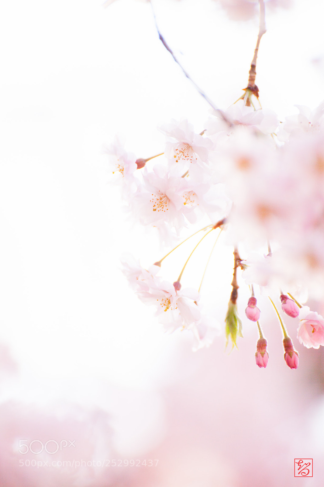 Canon EOS 5D Mark II sample photo. 桜 -sakura- photography