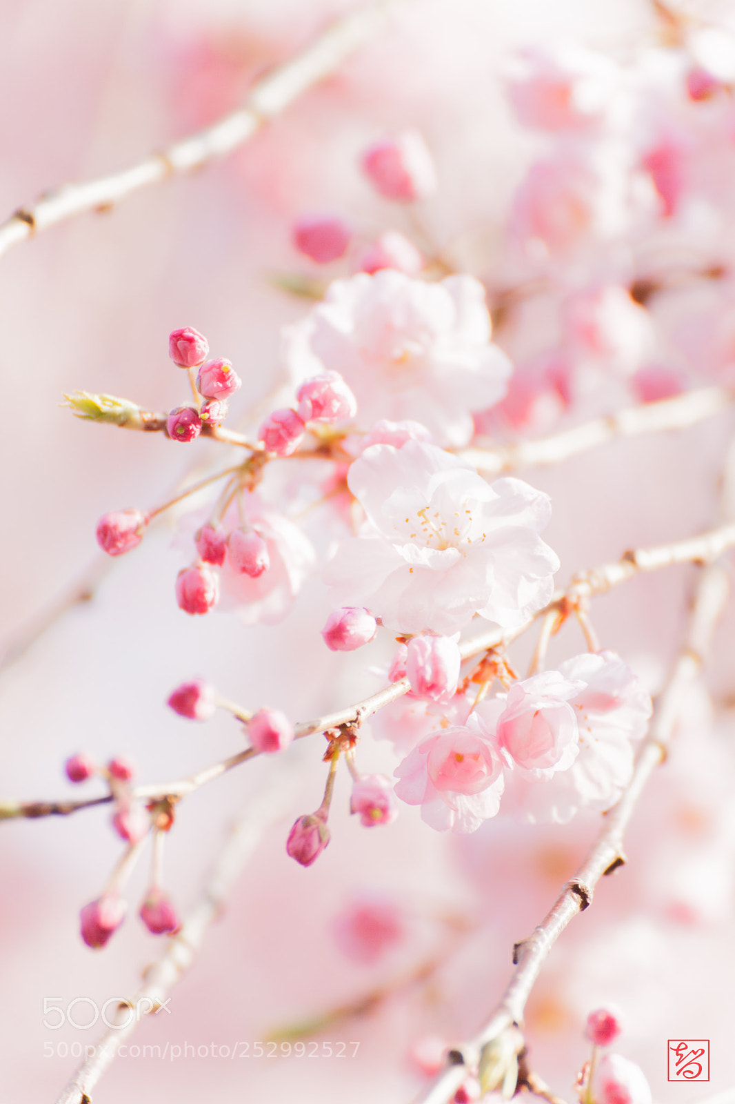 Canon EOS 5D Mark II sample photo. 桜 -sakura- photography