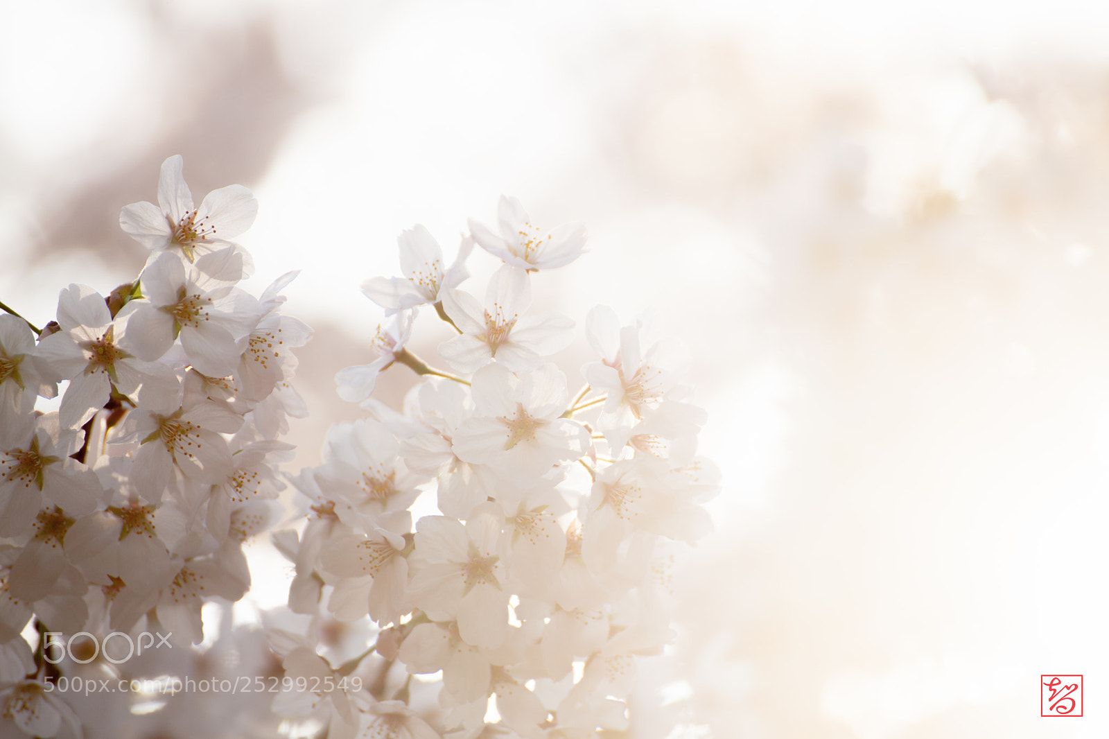 Canon EOS 5D Mark II sample photo. 桜 -sakura- photography