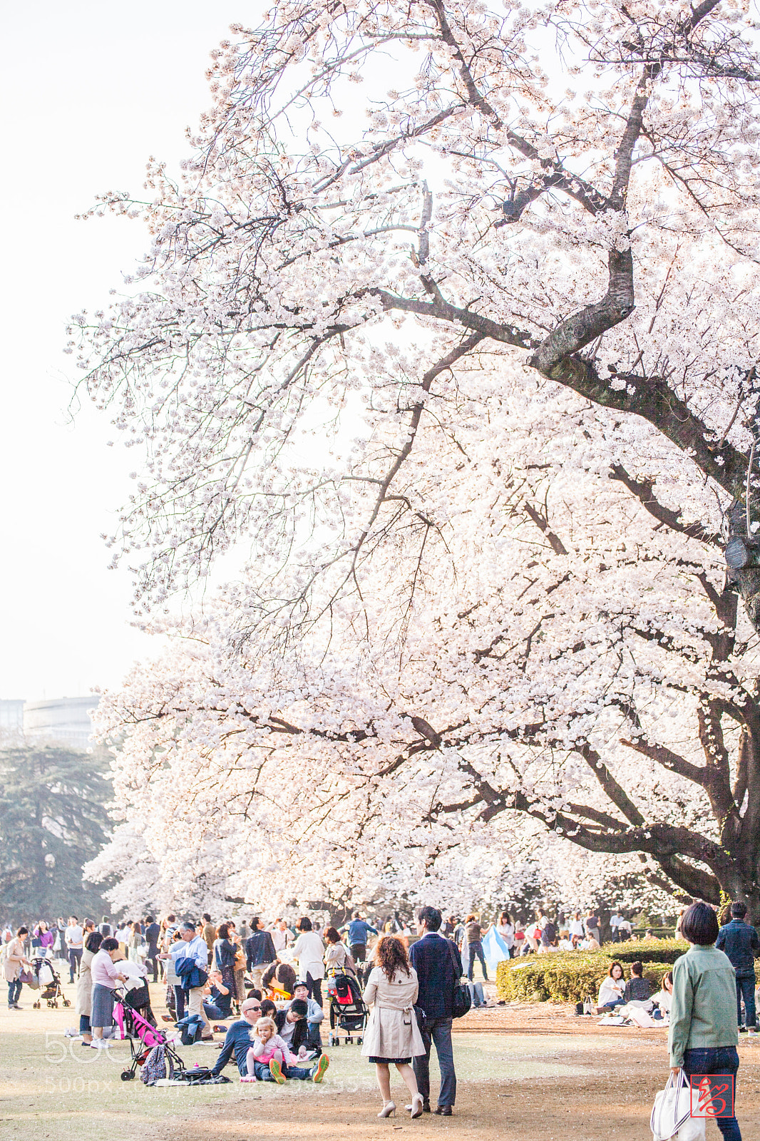 Canon EOS 5D Mark II sample photo. 桜 -sakura- photography