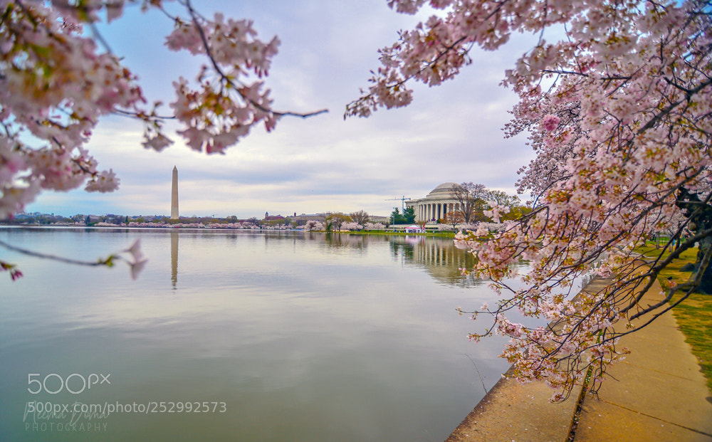 Nikon Df sample photo. Tidal basin photography