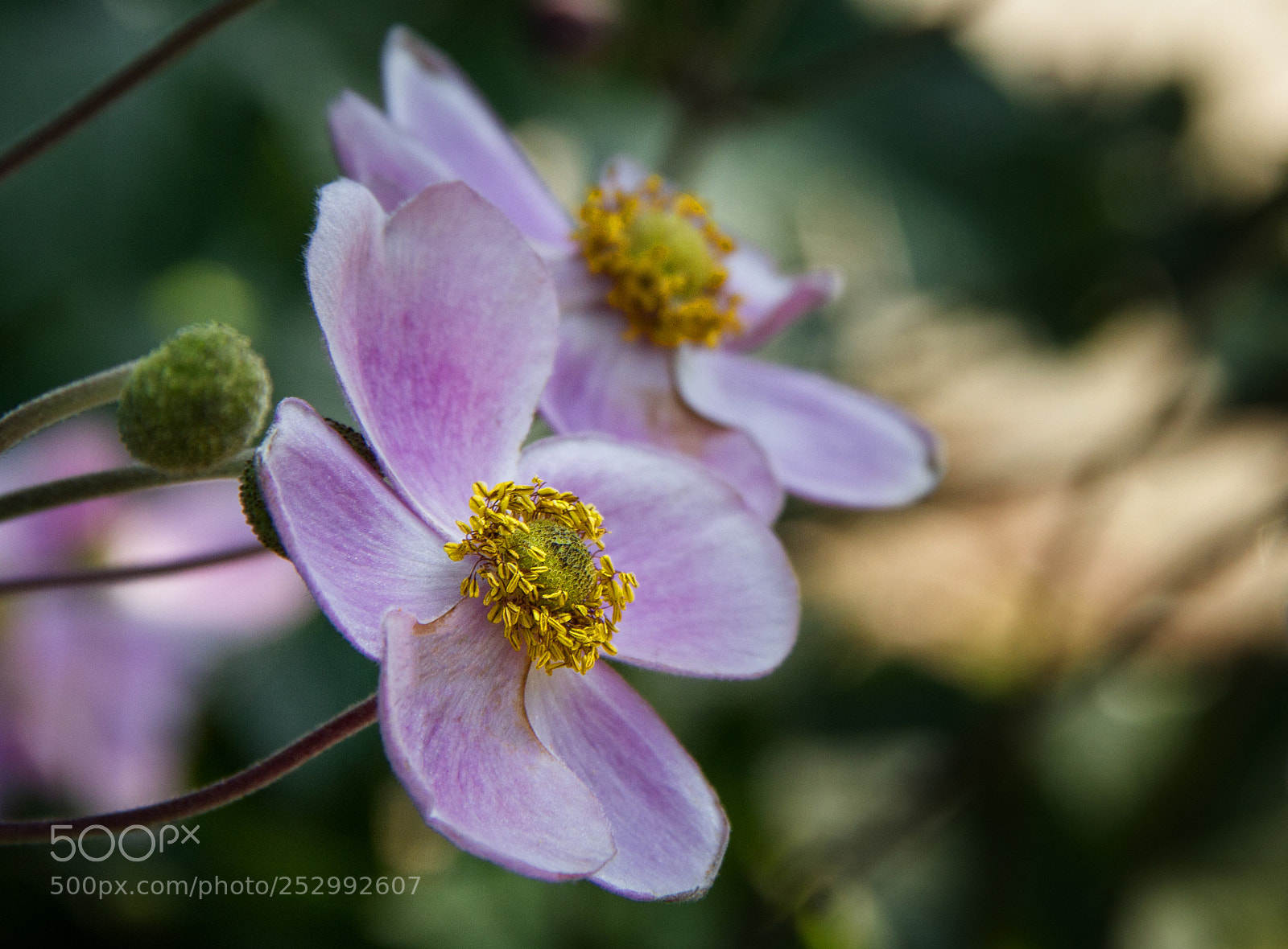 Canon EOS 550D (EOS Rebel T2i / EOS Kiss X4) sample photo. Pink anemone photography