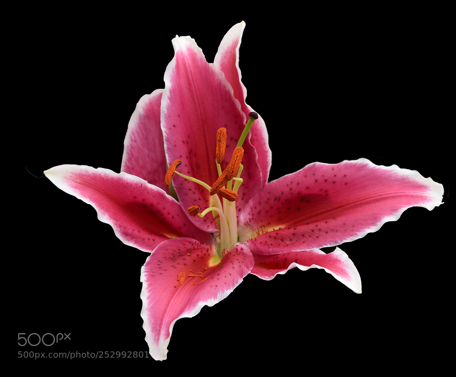 Nikon D810 sample photo. Red lily photography