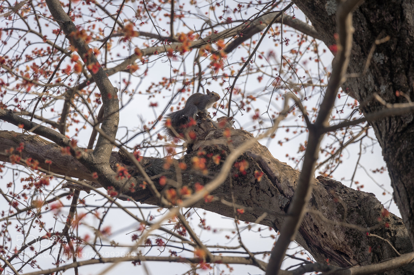 Canon EOS 80D sample photo. Greet pic photography