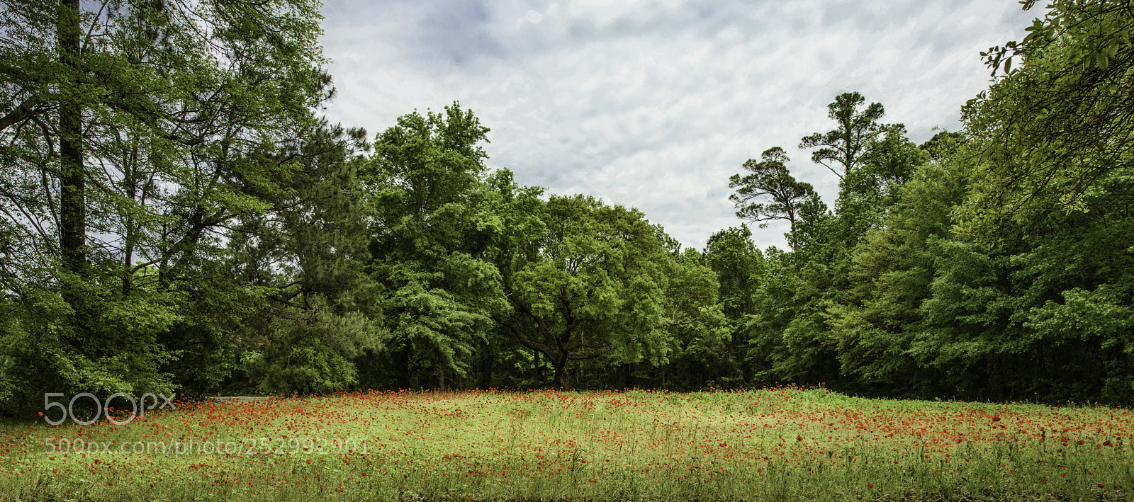 Nikon D800 sample photo. Field of poppies photography