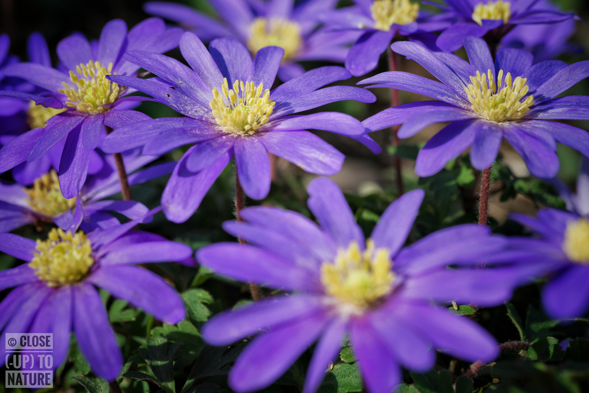 Samsung NX500 sample photo. Anemone blanda photography