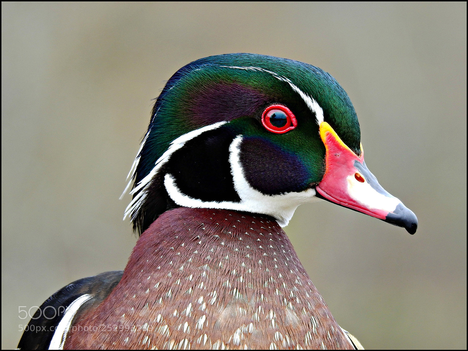 Nikon Coolpix P900 sample photo. Coat of many colours!! photography