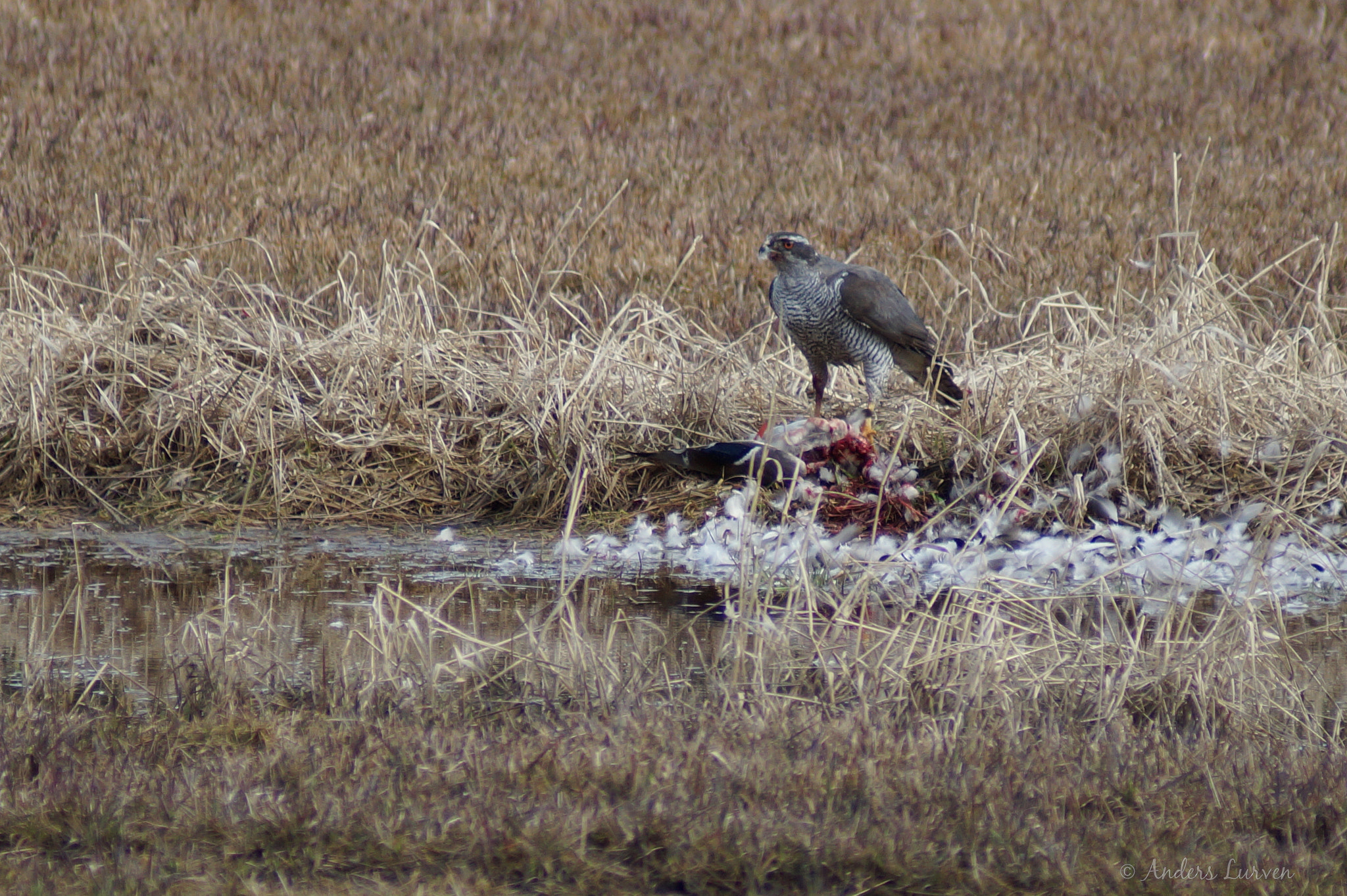 Sony 75-300mm F4.5-5.6 sample photo