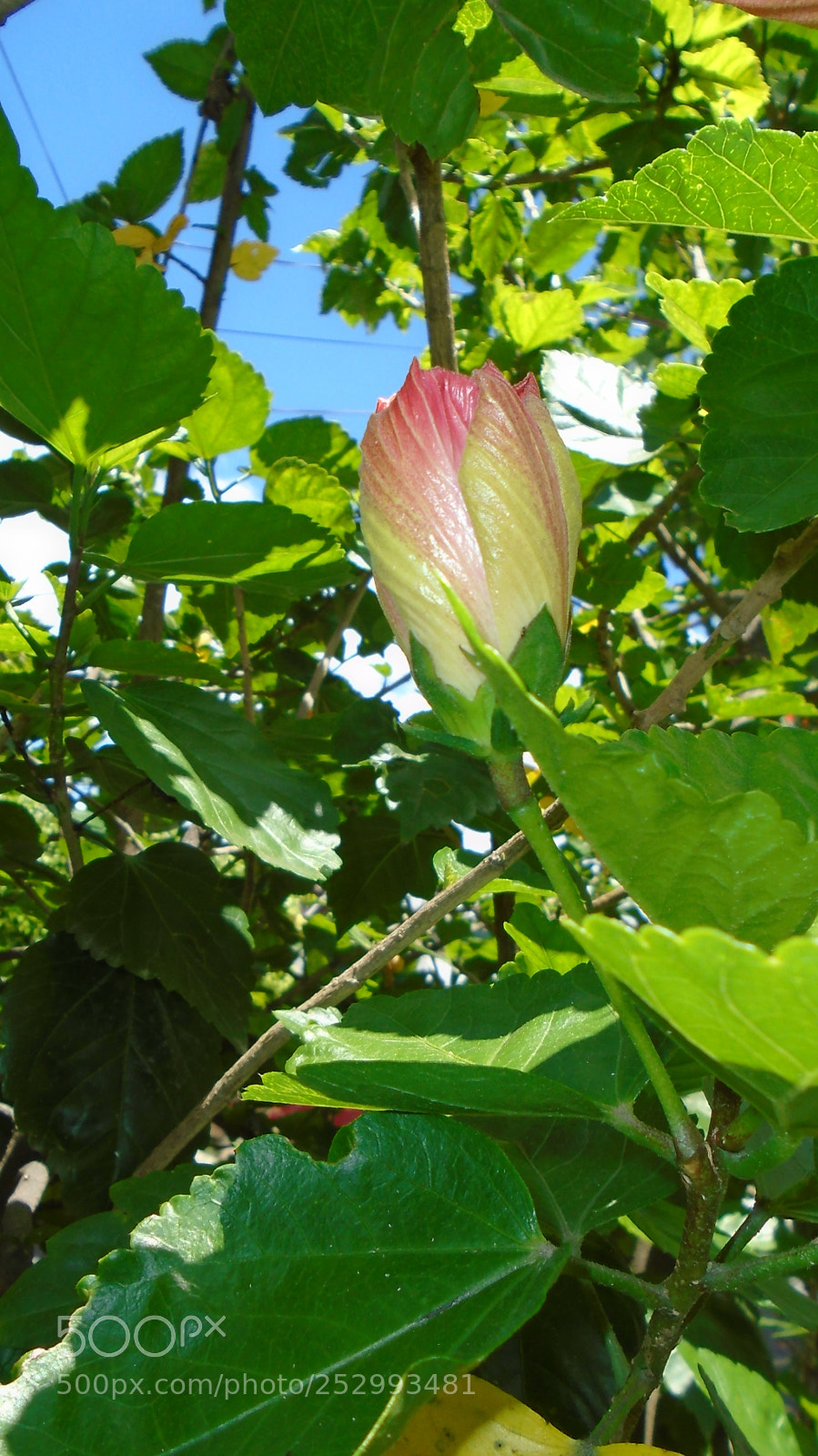 Sony Cyber-shot DSC-W800 sample photo. ? photography