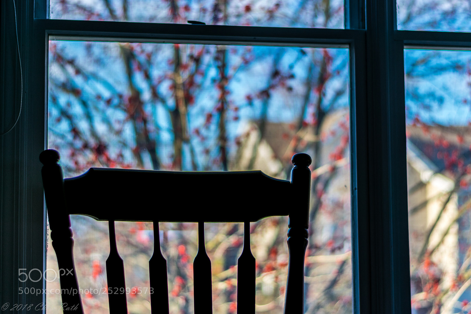 Nikon D5300 sample photo. Spring out my window photography