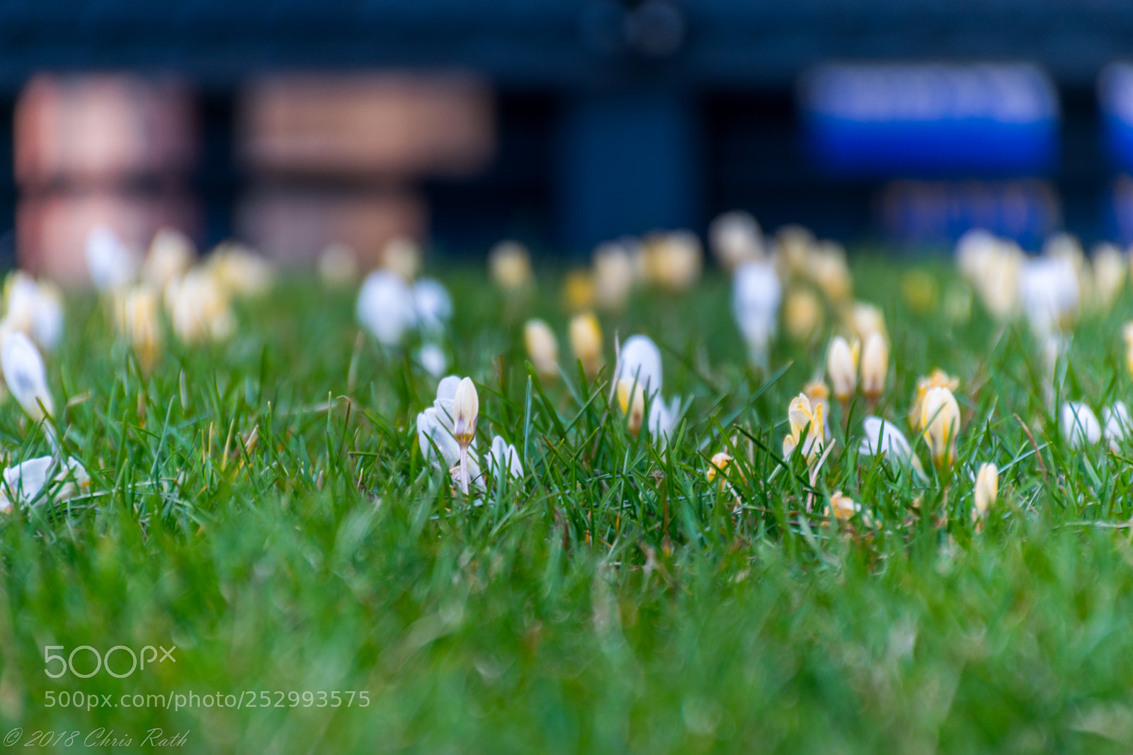 Nikon D5300 sample photo. High line gardens photography