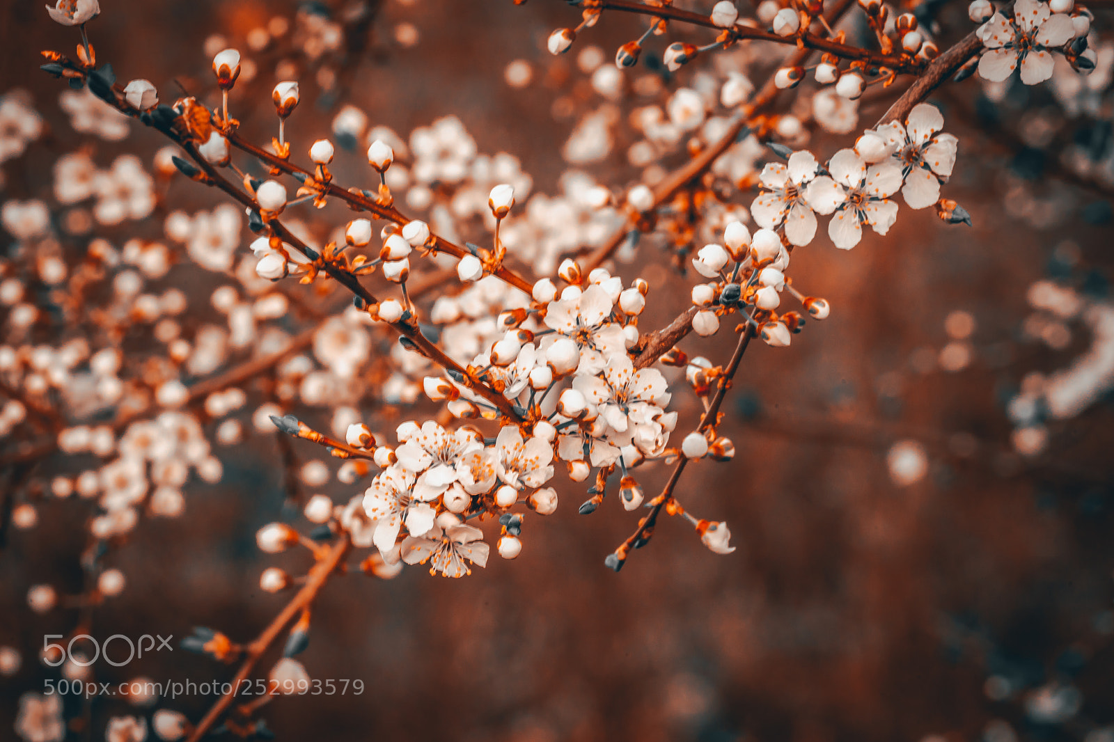 Sony a7 sample photo. Cherry blossom photography