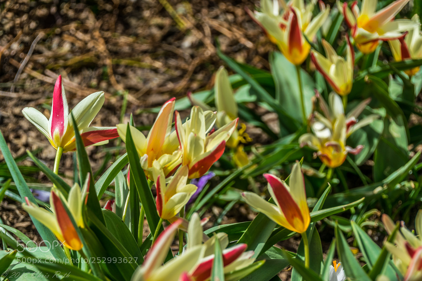 Nikon D5300 sample photo. Central park gardens photography
