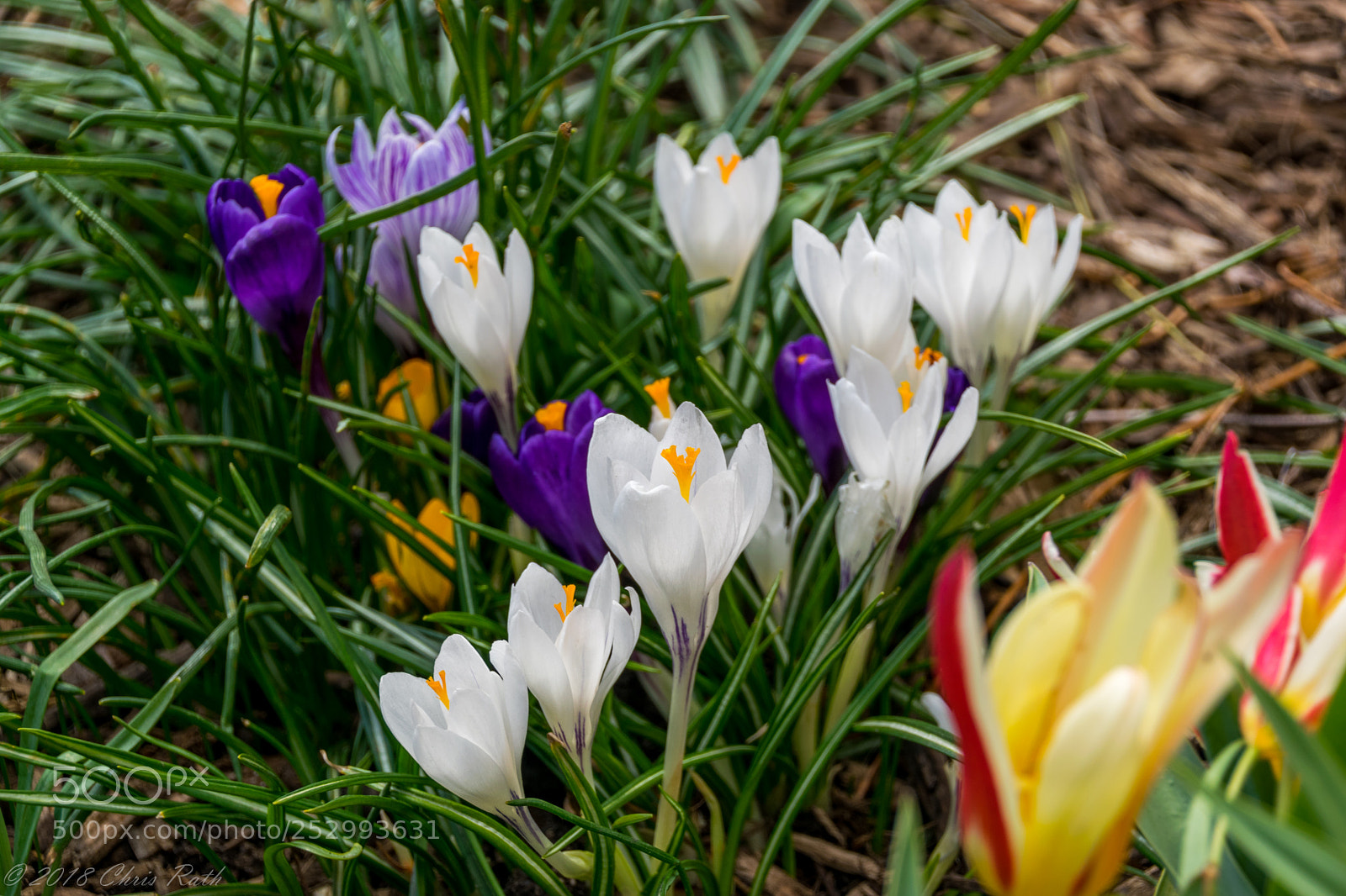Nikon D5300 sample photo. Central park gardens photography