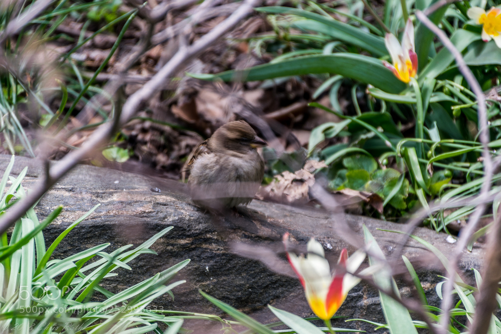 Nikon D5300 sample photo. Central park wildlife photography