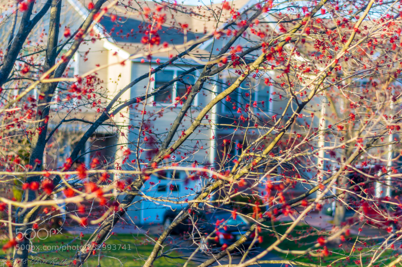 Nikon D5300 sample photo. Spring out my window photography
