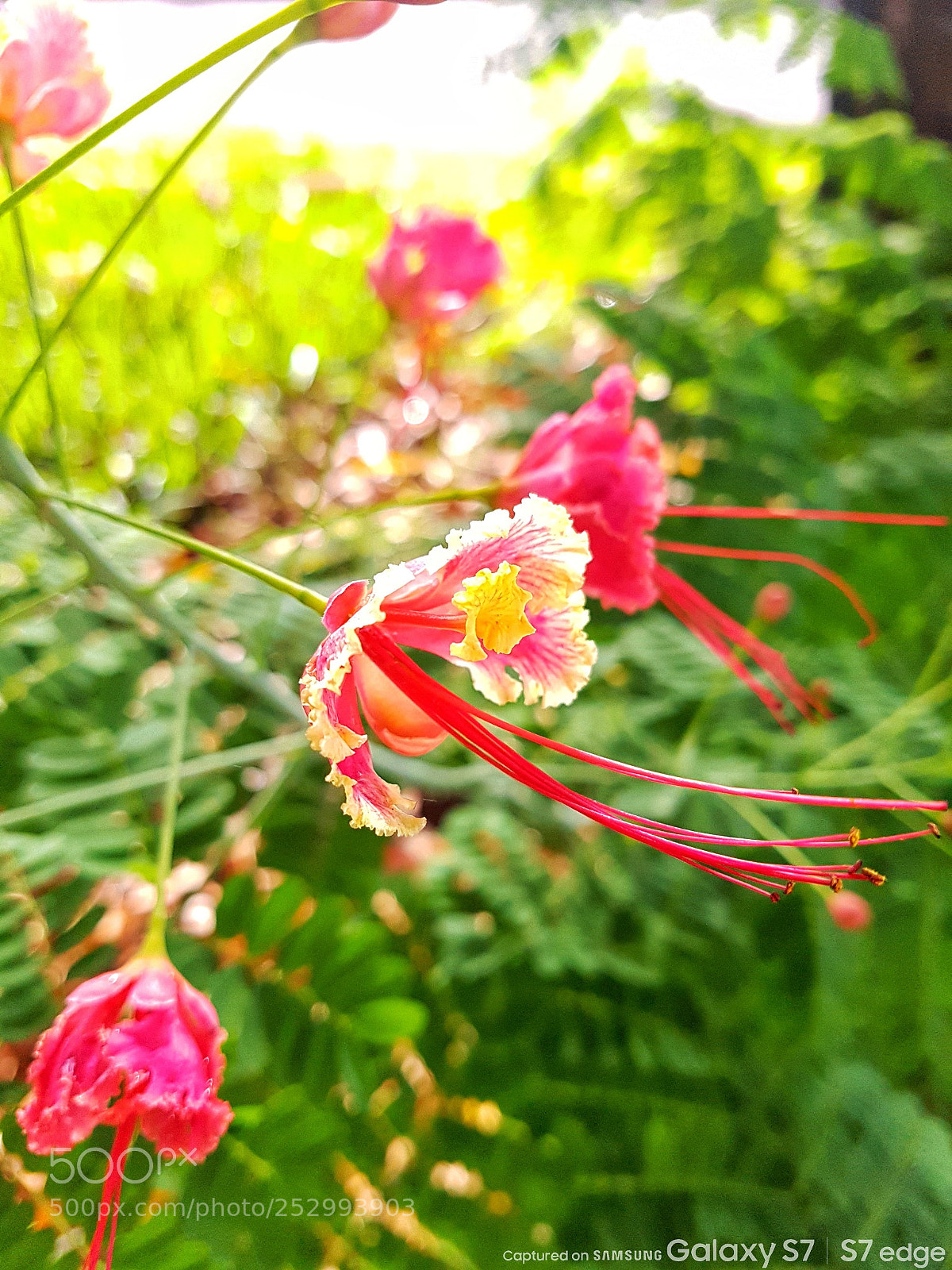 Samsung Galaxy S7 Edge sample photo. Untitled photography