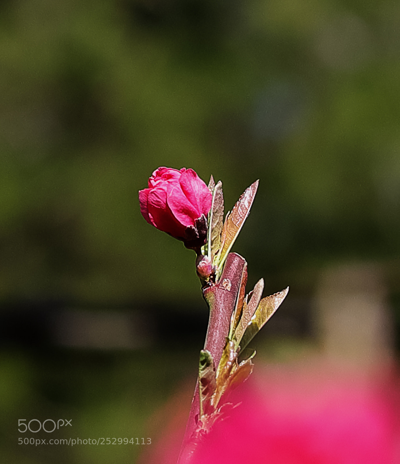 Canon EOS-1D X Mark II sample photo. 红花碧桃 photography