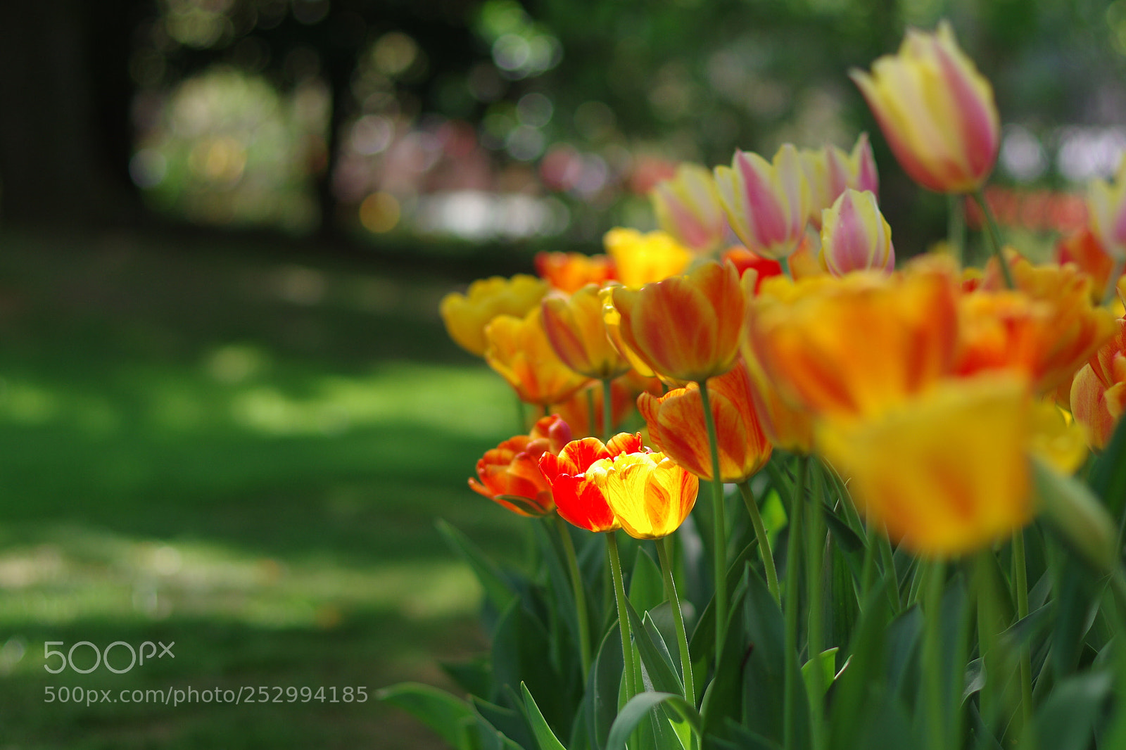 Pentax K-3 sample photo. “this i promise you....” photography