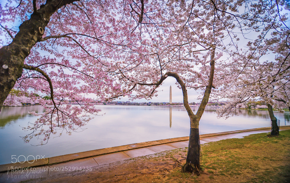 Nikon Df sample photo. Washington dc photography