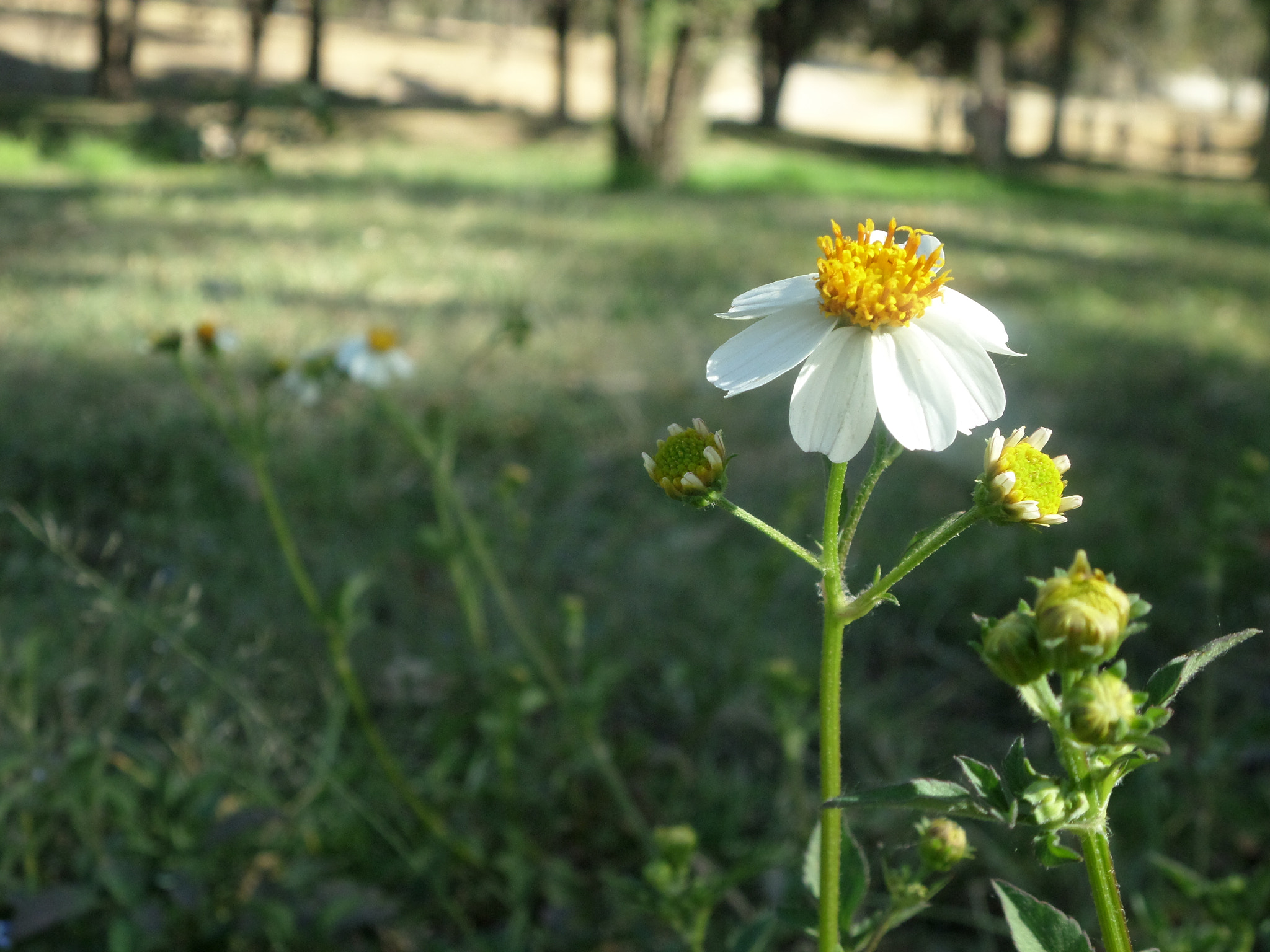 Samsung WB30F/WB31F/WB32F sample photo. Primera. photography