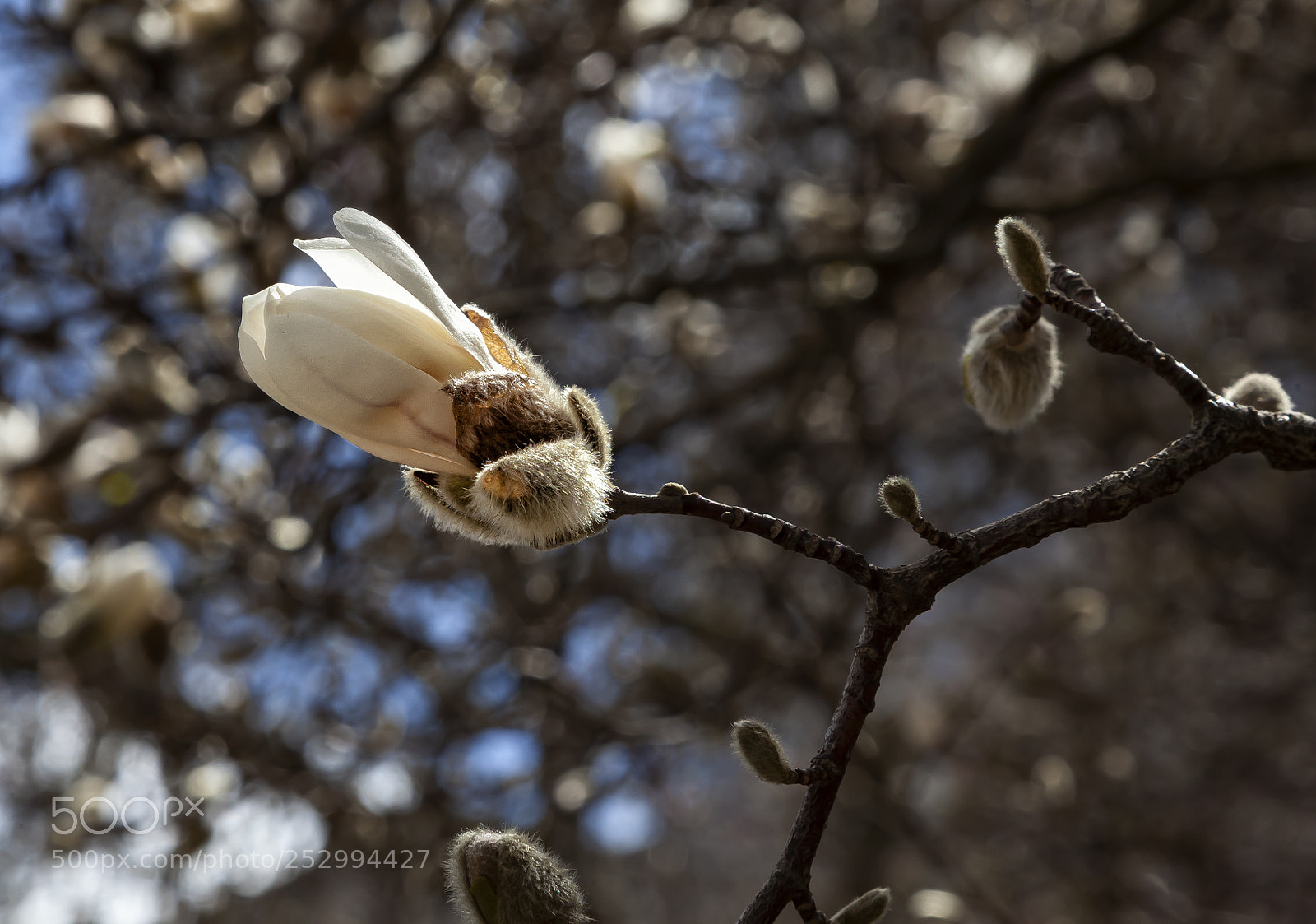 Canon EOS 5D Mark II sample photo. Magnolia bud photography