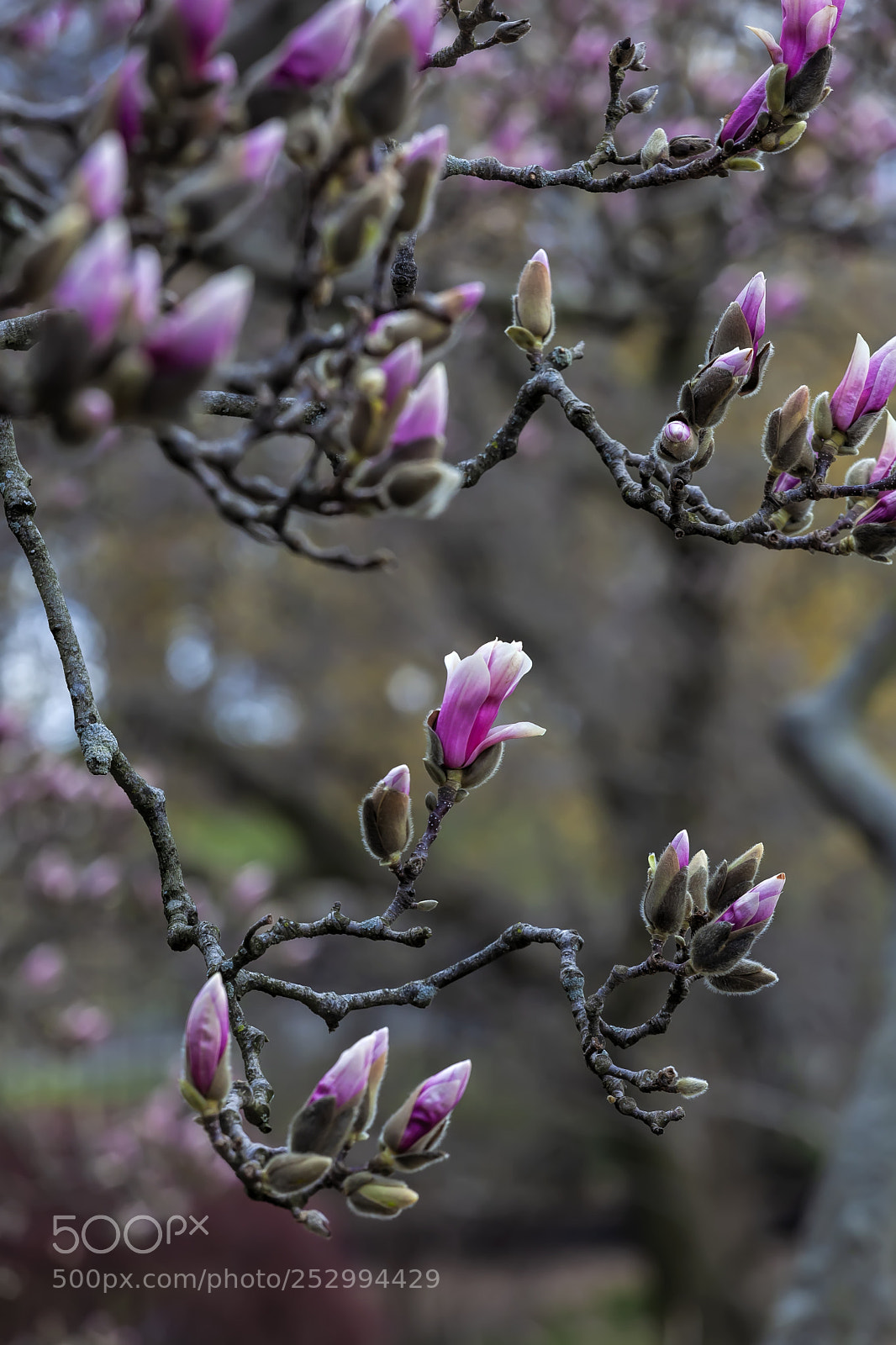 Canon EOS 5D Mark II sample photo. Magnolia tree photography