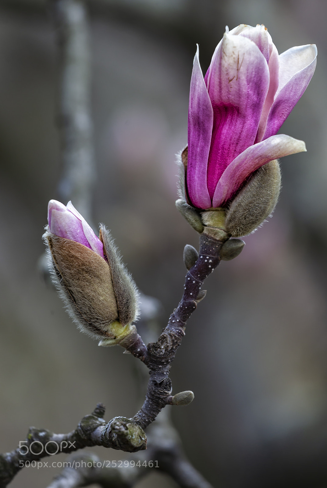 Canon EOS 5D Mark II sample photo. Magnolia blossom photography