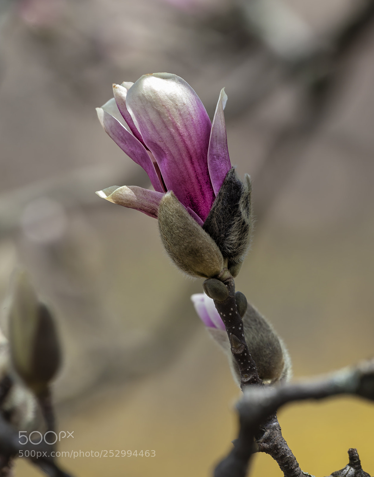 Canon EOS 5D Mark II sample photo. Magnolia photography